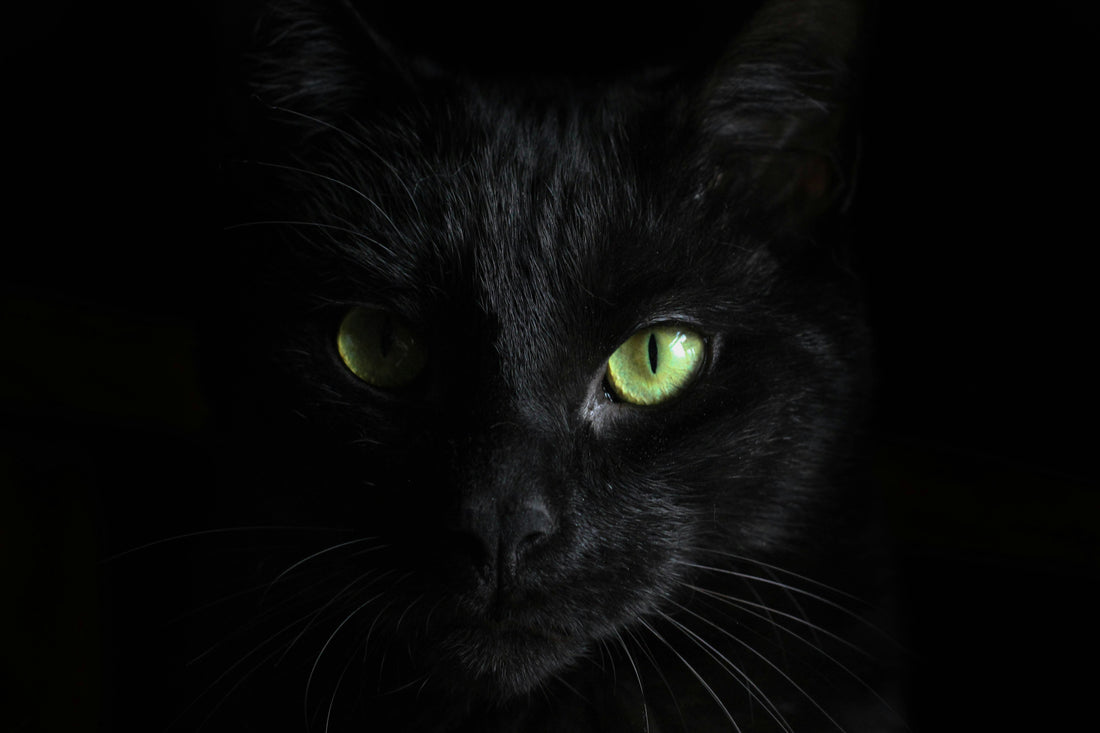 Black Cats: Mysterious Guardians of History & How they Enrich our Lives