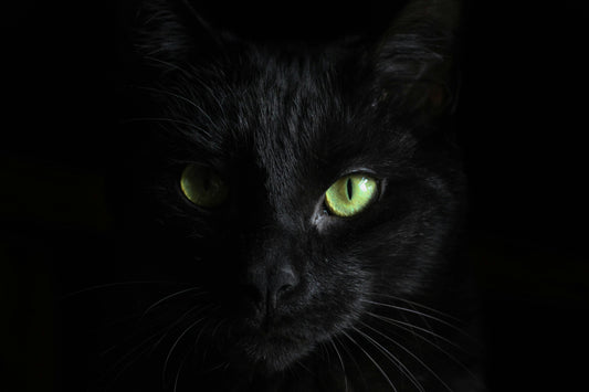 Black Cats: Mysterious Guardians of History & How they Enrich our Lives