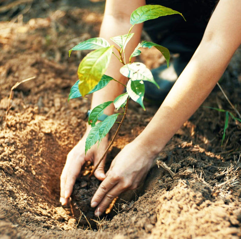 How Planting Trees Can Save Our Health and Our Planet