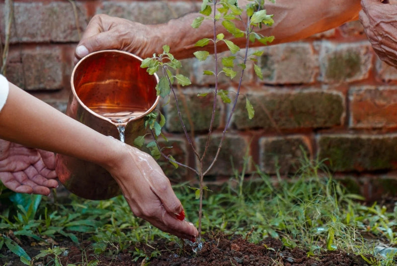 Why Tree Plantation Initiatives Matter More Than Ever